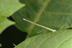 Lepidoptera