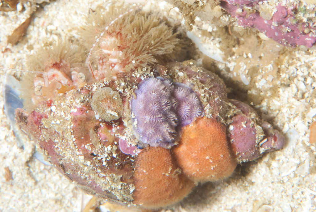 woolly hermit crab