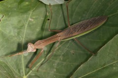 Tenodera sinensis
