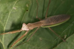 Tenodera sinensis