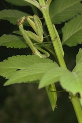 Tenodera sinensis