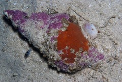 Lugubrilaria lugubris
