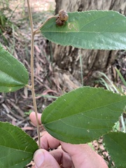 Grewia retusifolia