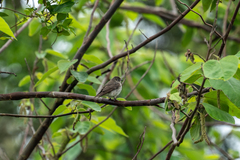 Muscicapa griseisticta
