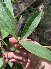 Flemingia parviflora