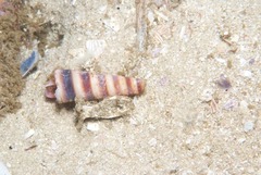 Turritella declivis