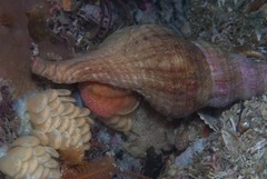 Africofusus ocelliferus