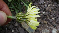 Crepis albida