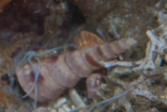 Turritella carinifera