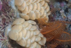 Africofusus ocelliferus