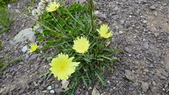 Crepis albida