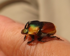 Proagoderus pactolus