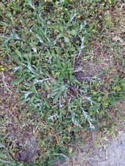 Anaphalioides trinervis