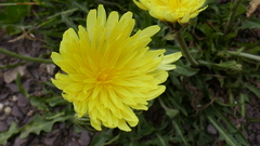 Crepis albida