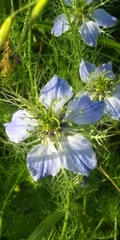 Nigella damascena