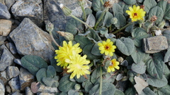 Crepis pygmaea