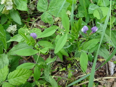 Vicia bithynica