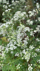Anthriscus sylvestris