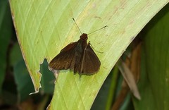 Miltomiges cinnamomea