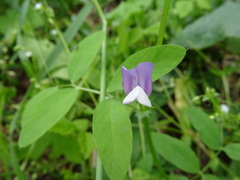 Vicia bithynica