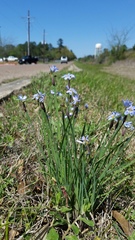 Sisyrinchium