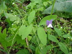 Vicia bithynica