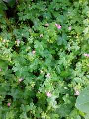 Geranium lucidum