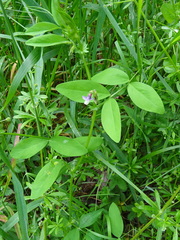 Vicia bithynica