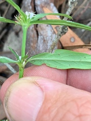 Spermacoce multicaulis