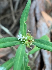 Spermacoce multicaulis