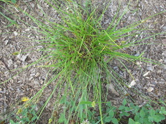 Carex leavenworthii
