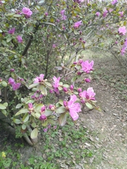 Rhododendron