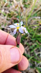 Sisyrinchium