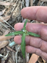 Spermacoce multicaulis