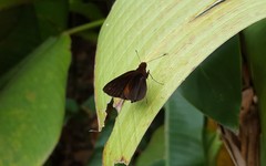 Miltomiges cinnamomea