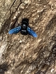 Xylocopa violacea