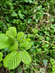 Rubus tuberculatus