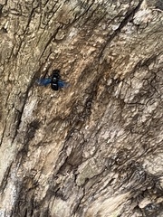 Xylocopa violacea