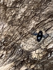 Xylocopa violacea