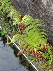 Dryopteris filix-mas