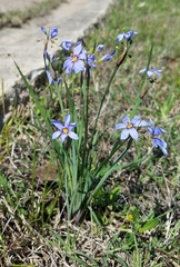 Sisyrinchium