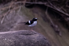 Enicurus immaculatus