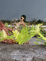 Dryopteris filix-mas