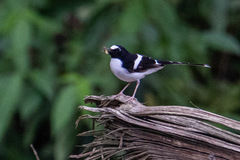 Enicurus immaculatus