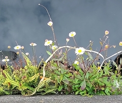 Erigeron karvinskianus