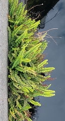 Asplenium trichomanes