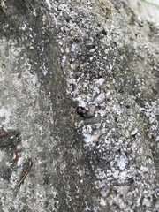 Adalia bipunctata