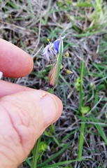 Sisyrinchium