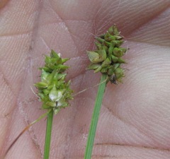 Carex leavenworthii
