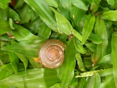 Gastropoda